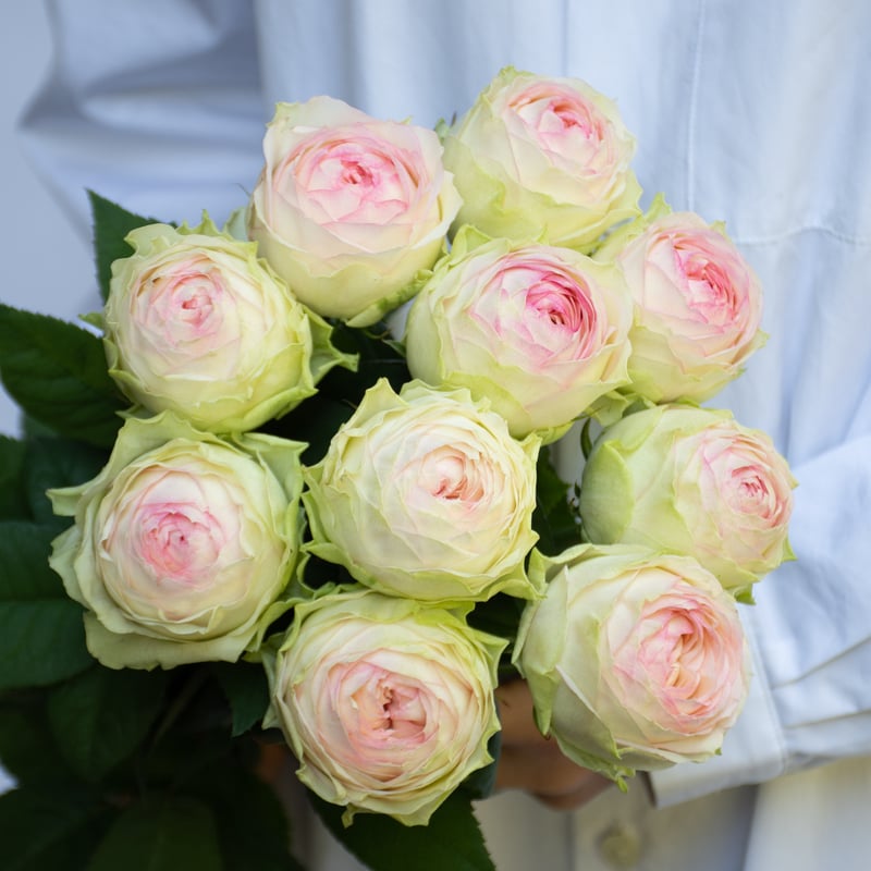 バラ「アルヌワブラン＆ブライダルマカロン」 | tokyo_shokubutsu_zufu