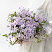フロックス「オープニングアクトピンクアドット」　10本