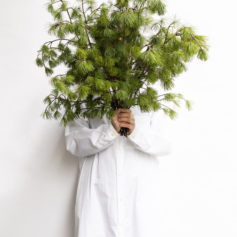 松「姫五葉松」 | tokyo_shokubutsu_zufu