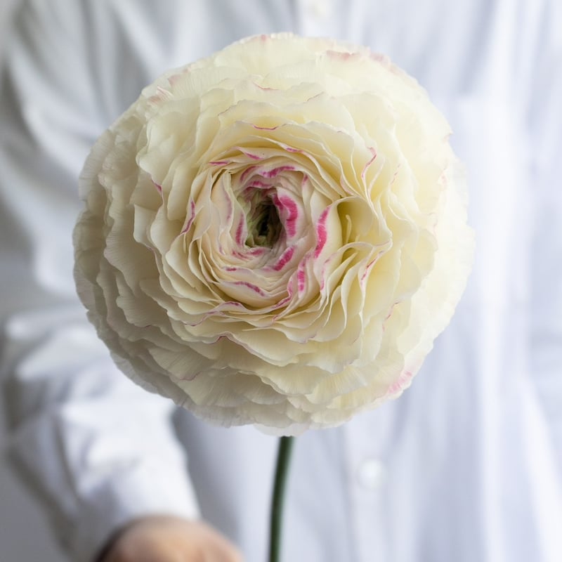 ラナンキュラス ラナンキュラス展2024 ラックス29品種 - YouTube