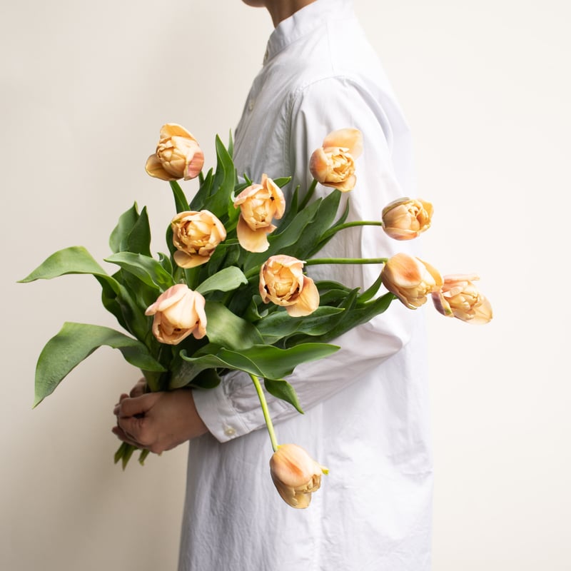 チューリップ「ラ・ベルエポック」 | tokyo_shokubutsu_zufu