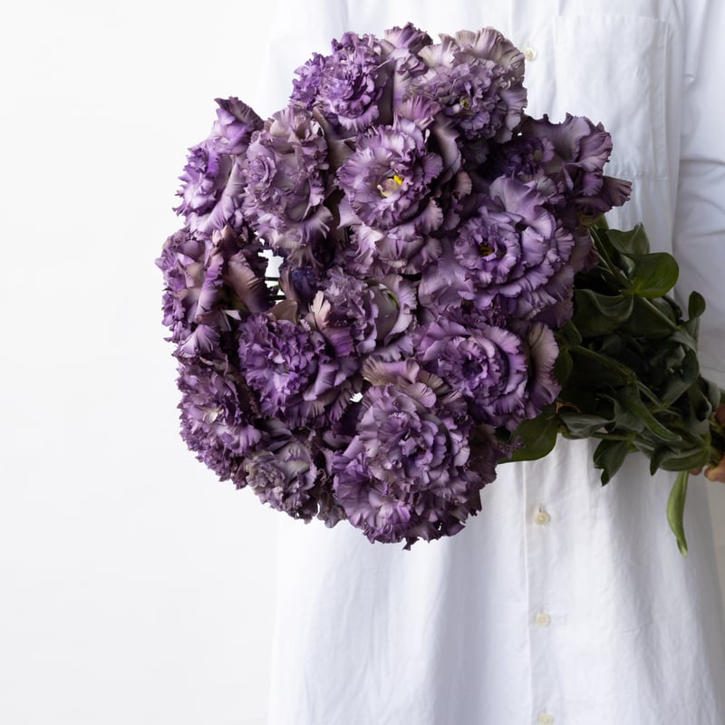 トルコキキョウ「NFアンティークブルー」 | tokyo_shokubutsu_zufu