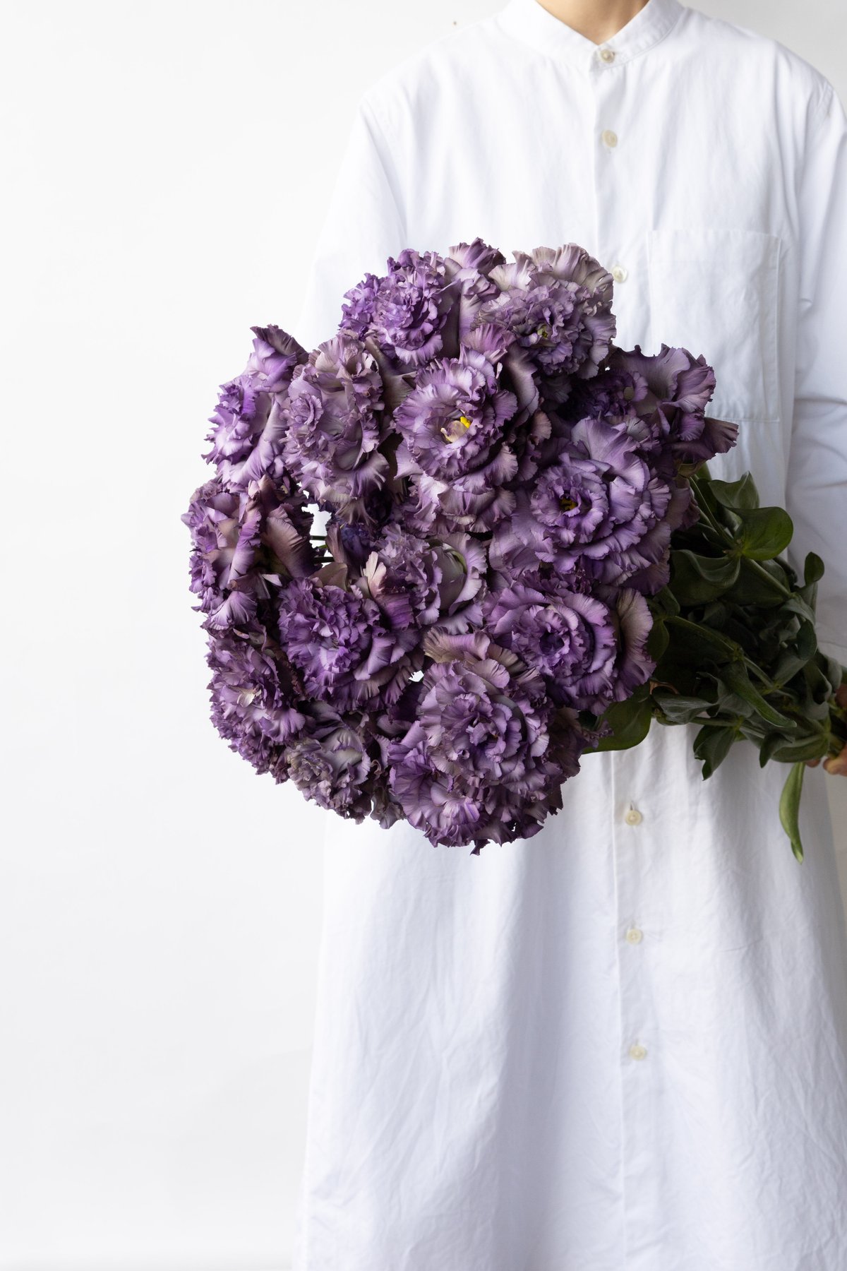 トルコキキョウ「NFアンティークブルー」 | tokyo_shokubutsu_zufu