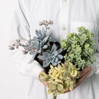 多肉植物３種セット