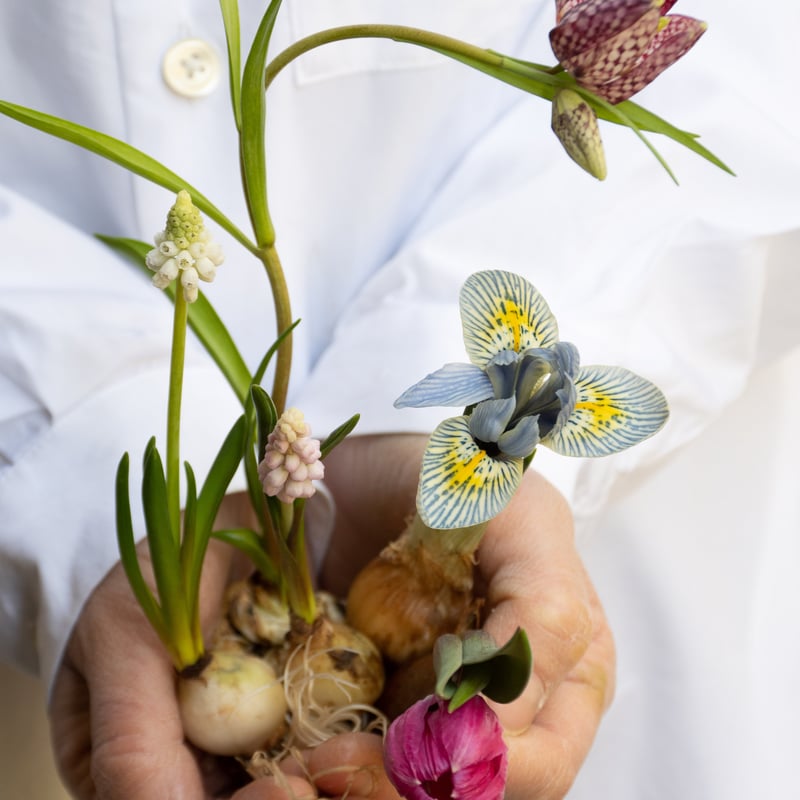 feltico×東京植物図譜「アイリスのブローチ＋球根ミックス