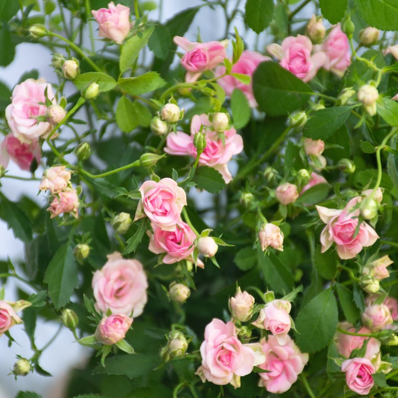 SPバラ「リトルウッズ」 | tokyo_shokubutsu_zufu