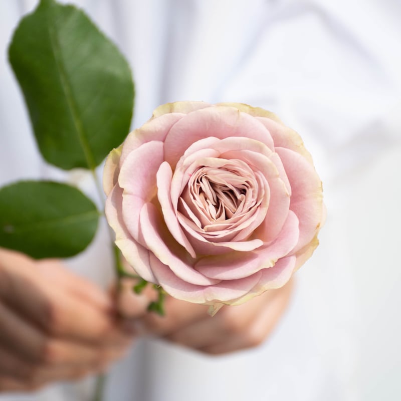 堀木園芸「オールウェイズオンユアサイド」 | tokyo_shokubutsu_zufu