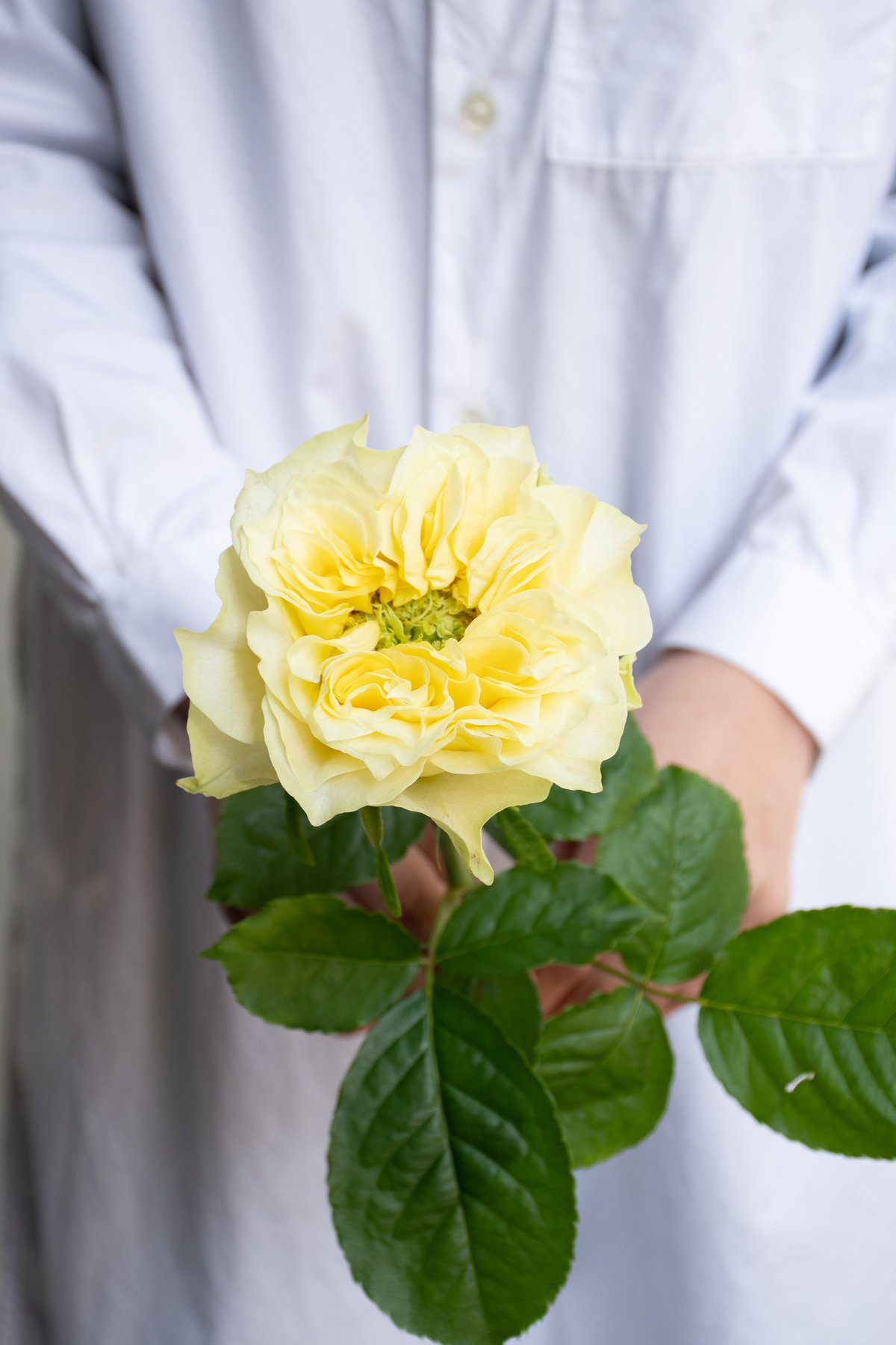 バラ「レモンフォセット」 | tokyo_shokubutsu_zufu