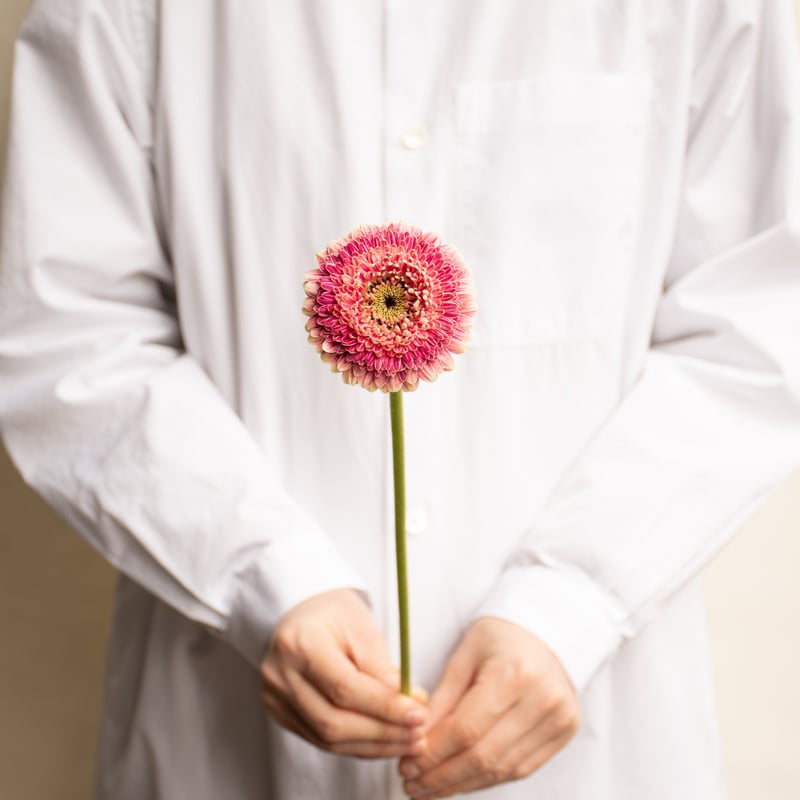 さぎやまはなガーベラ「セス」 | tokyo_shokubutsu_zufu