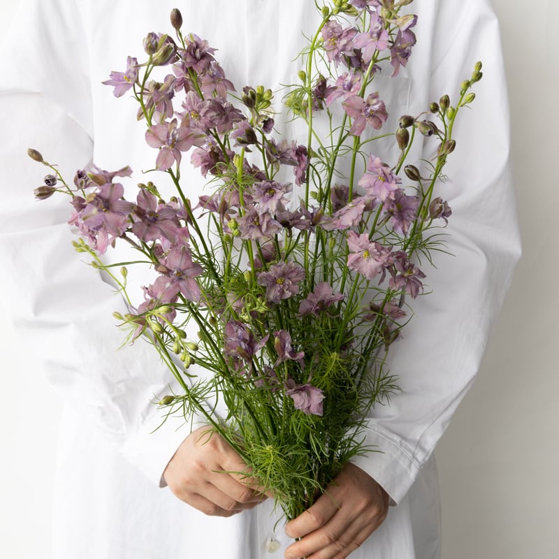 ラクスパー「ミスティラベンダー」 | tokyo_shokubutsu_zufu