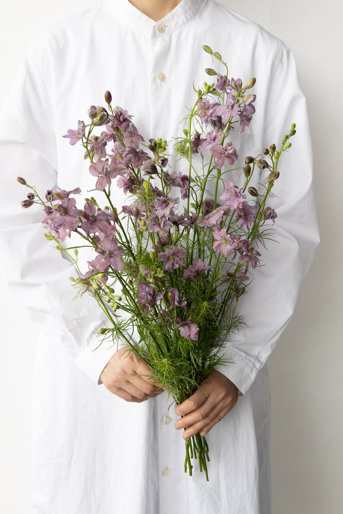 ラクスパー「ミスティラベンダー」 | tokyo_shokubutsu_zufu