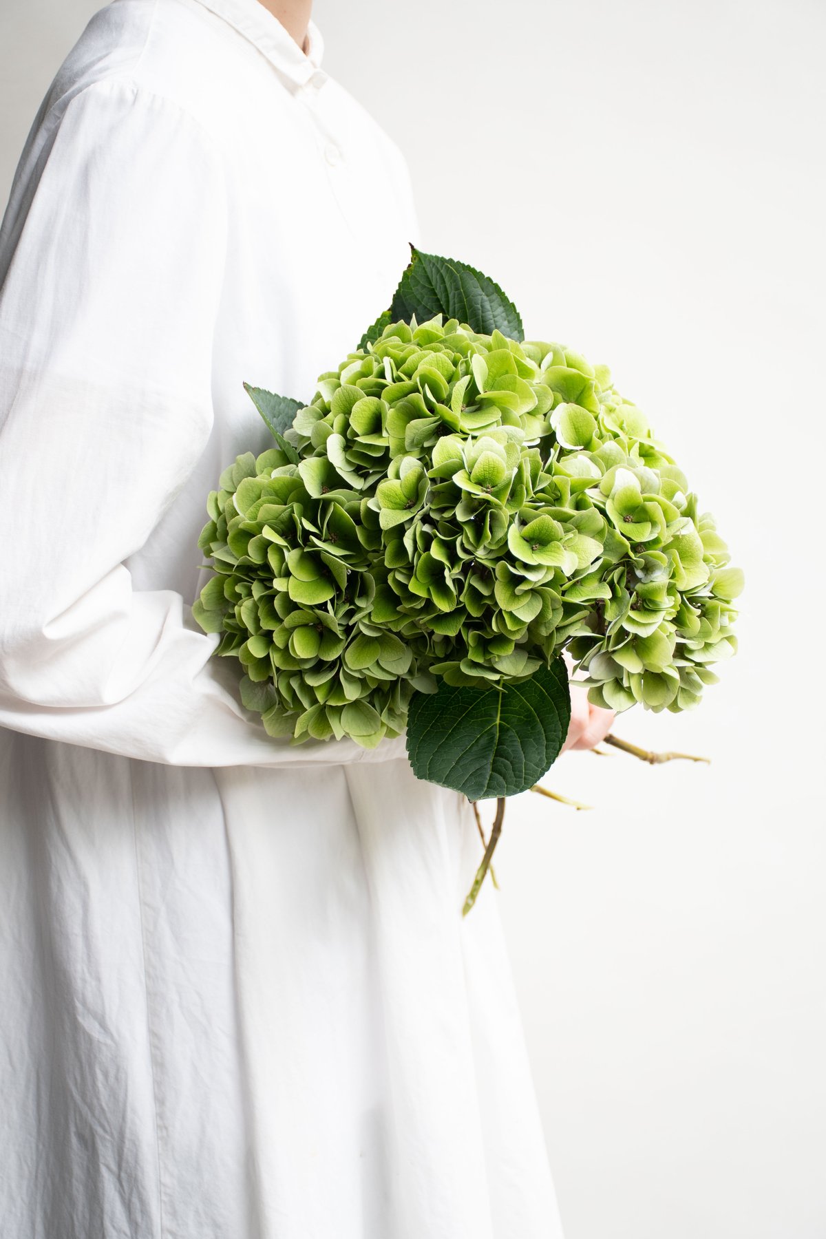 ひまわり18さま　2苗　輸入アジサイ　マジカルリン　フェ ひまわり18さま 2苗 輸入アジサイ マジカルリン フェ