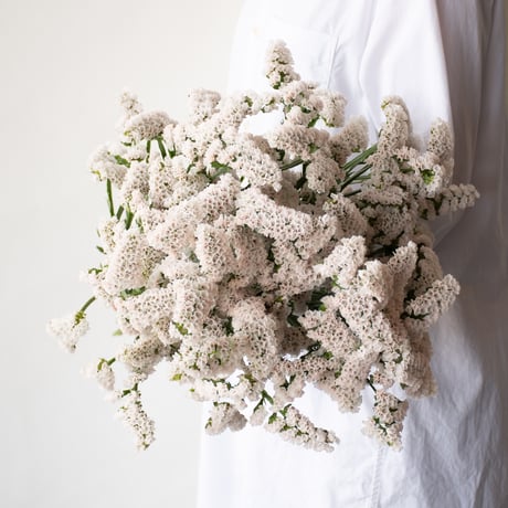 CATEGORY スターチス | tokyo_shokubutsu_zufu