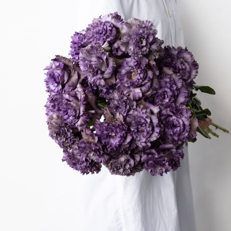 CATEGORY トルコキキョウ | tokyo_shokubutsu_zufu