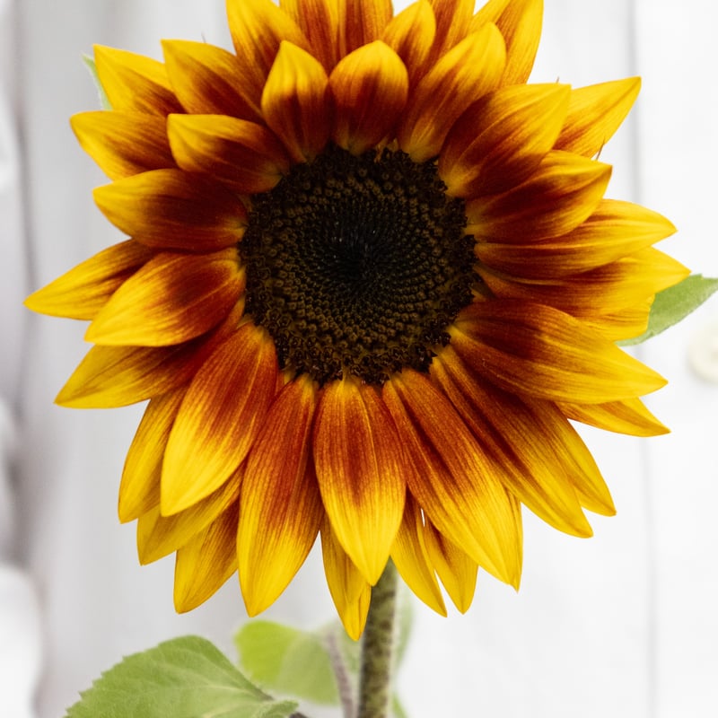 ヒマワリ「花優美 サンリッチマロン」 | tokyo_shokubutsu_zufu