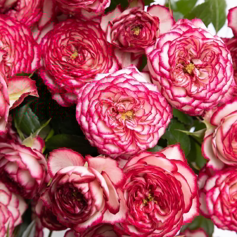 バラ「ラミネートローズバー」 | tokyo_shokubutsu_zufu