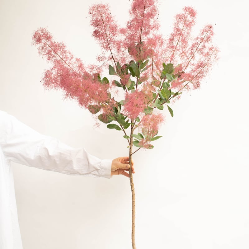 スモークツリー「赤ピンク」 | tokyo_shokubutsu_zufu