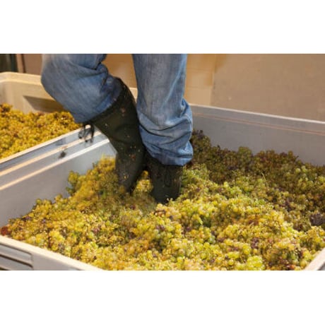 ルーディ・ピヒラー リースリング スマラクト アハライテン 2021 Rudi Pichler Riesling Smaragd Achleiten 2021