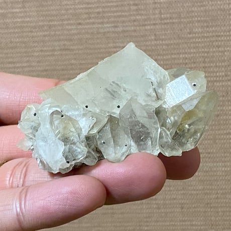 尾小八重 | STORES