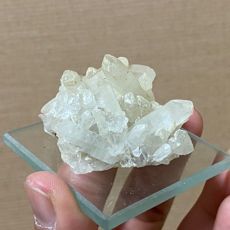 尾小八重 | STORES