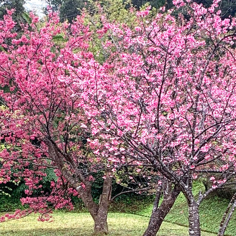 奄美大島の四季シリーズ　緋寒桜フラワーエッセンス　～春の雫～