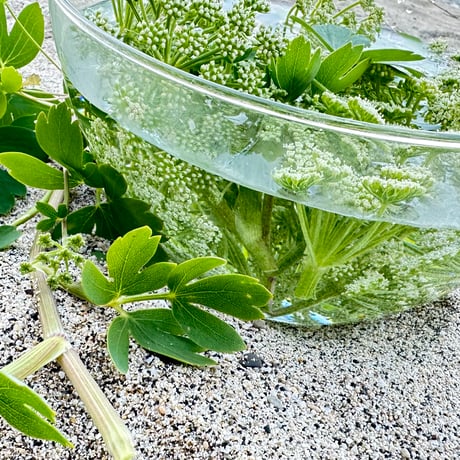 奄美大島の四季シリーズ  長命草フラワーエッセンス ～命の雫～