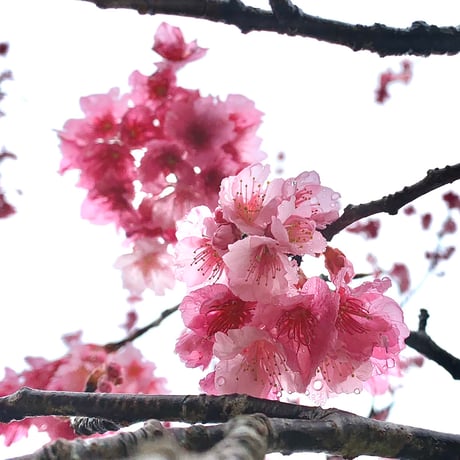 奄美大島の四季シリーズ　緋寒桜フラワーエッセンス　～春の雫～