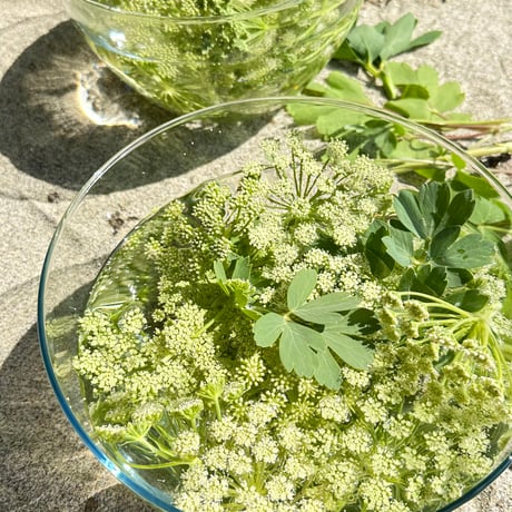 奄美大島の四季シリーズ 長命草フラワーエッセンススプレー  ～命の雫～