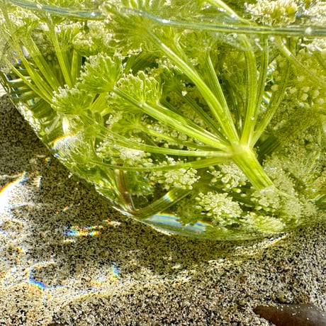 奄美大島の四季シリーズ 長命草フラワーエッセンススプレー  ～命の雫～