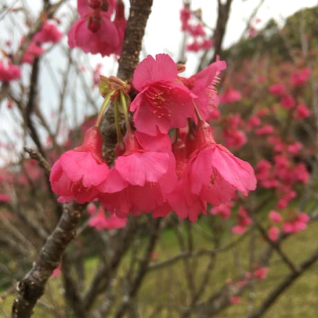 奄美大島の四季シリーズ　緋寒桜フラワーエッセンス　～春の雫～