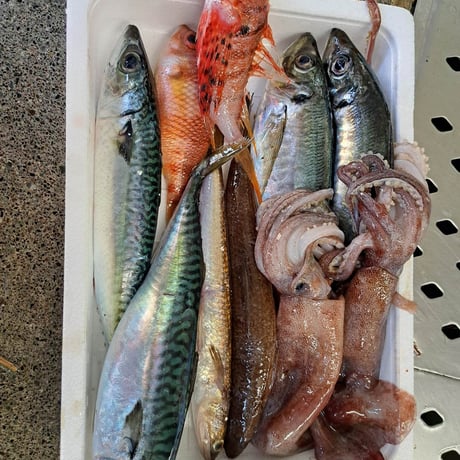 【11/17発送予定】～熱海・未利用魚便～何が届くかお楽しみ１キロ鮮魚便！
