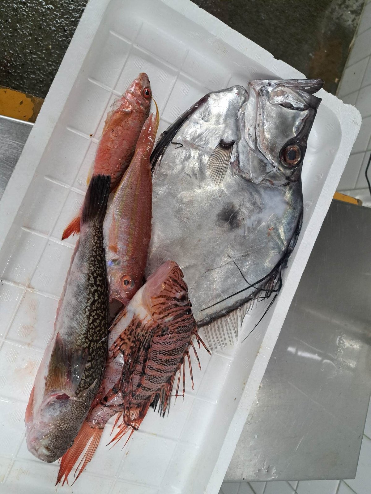 魚 ＠ 次回発送 1/6〜 12/23発送予定】～熱海・未利用魚便～何が届くかお楽しみ1キロ鮮魚便