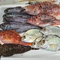 【11/10発送予定】～熱海・未利用魚便～何が届くかお楽しみ１キロ鮮魚便！