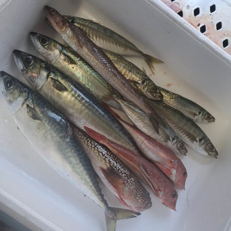 【11/17発送予定】～熱海・未利用魚便～何が届くかお楽しみ１キロ鮮魚便！