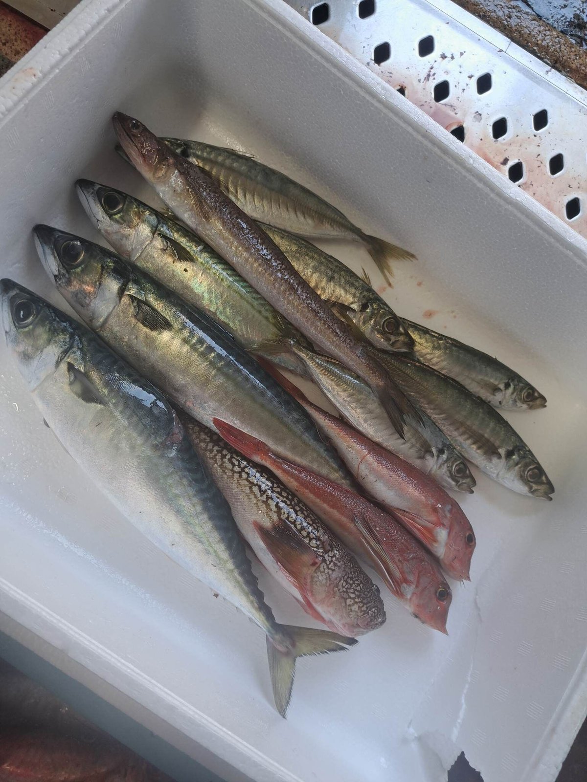 12/23発送予定】～熱海・未利用魚便～何が届くかお楽しみ1キロ鮮魚便