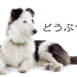 どうぶつの床屋さん