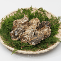 【北海道厚岸産】殻付き生牡蠣『マルえもん』Lサイズ（冷蔵発送）