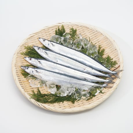 【北海道根室産】鮮さんま　2kg11尾前後（特大サイズ）※2026年8月頃販売開始予定