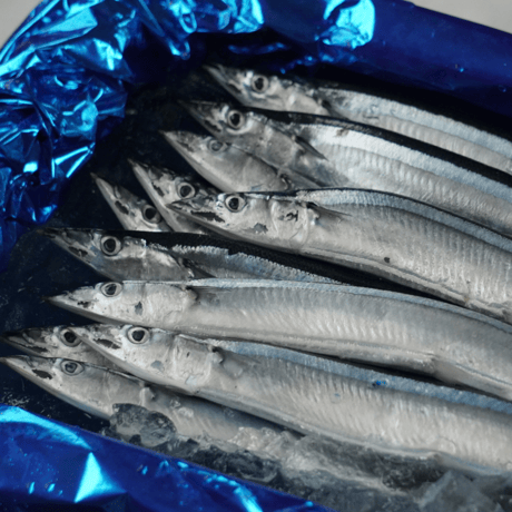 【北海道根室産】鮮さんま　2kg14尾前後（大サイズ）※2026年8月頃販売開始予定