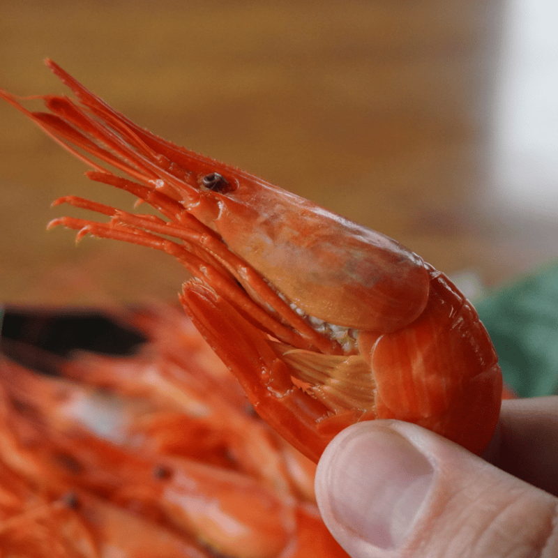 北海道根室産】北海しまえび | 北海道グルメバリューどうえん｜北海道