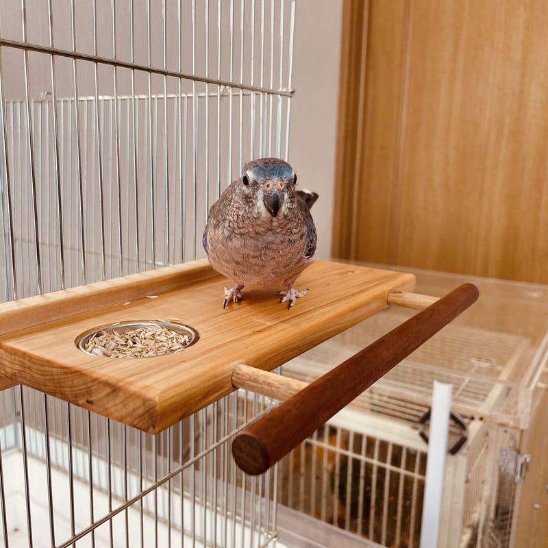 小鳥のロフトステージM 止まり木横タイプ（ステンレスミニ皿付き