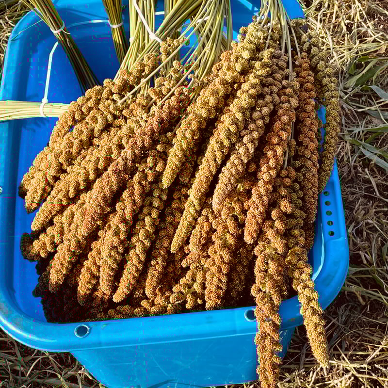 フランス産 赤粟穂 粟穂 粟穂 紅 フランス産 500g オカメインコ専門店