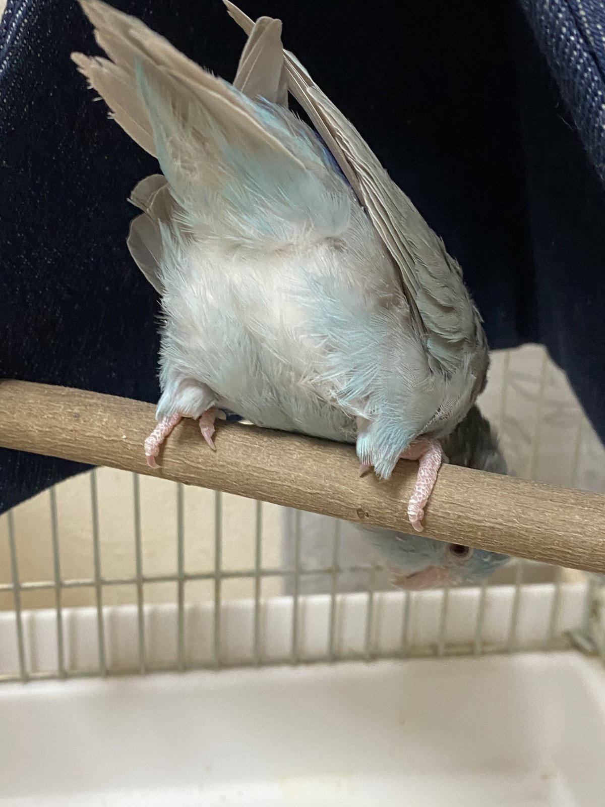 小動物Natural破壊系cotton rattan⚪︎鳥おもちゃ フクロモモンガ