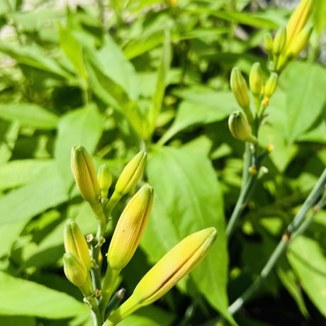 金針菜（黄花菜）