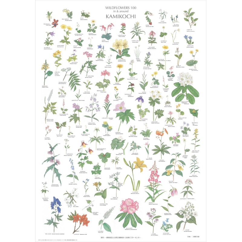 上高地の花 100 ポスター A1サイズ | Natural Parks Foundation