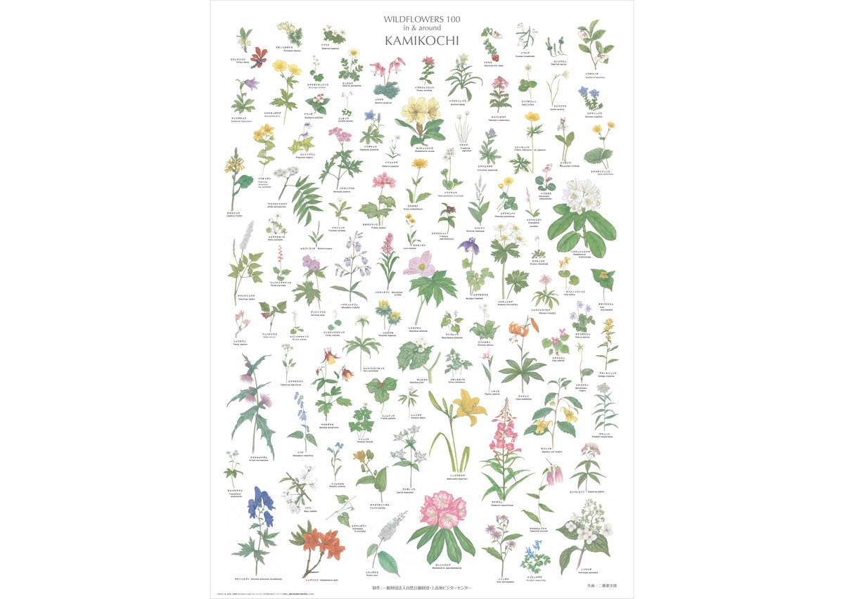 上高地の花 100 ポスター A1サイズ | Natural Parks Foundation