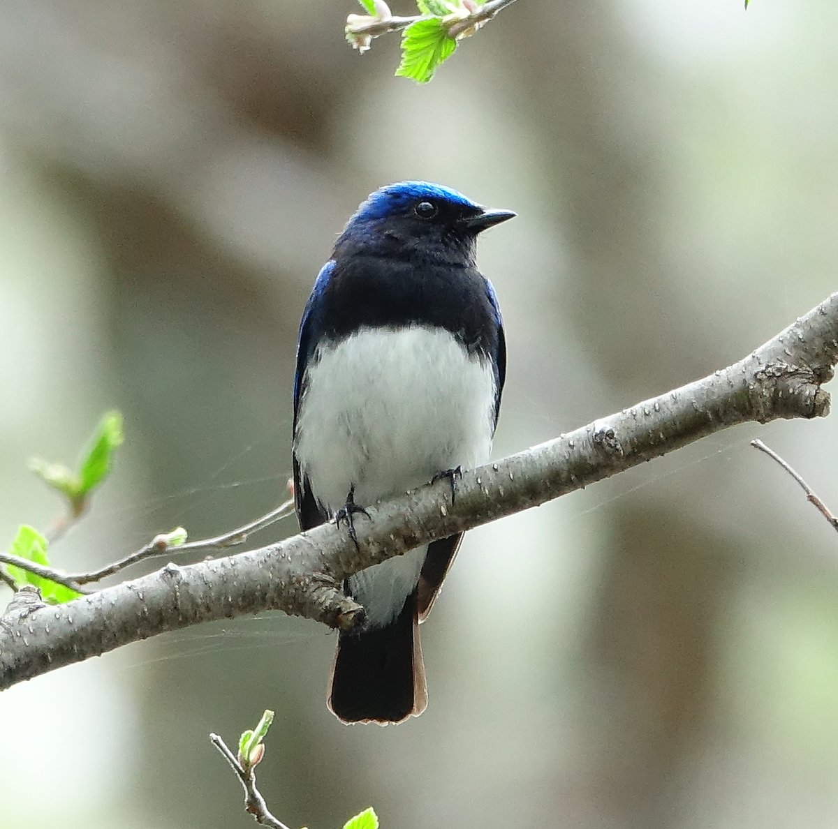 オオルリぬいぐるみ | Natural Parks Foundation 上高地オンラインストア