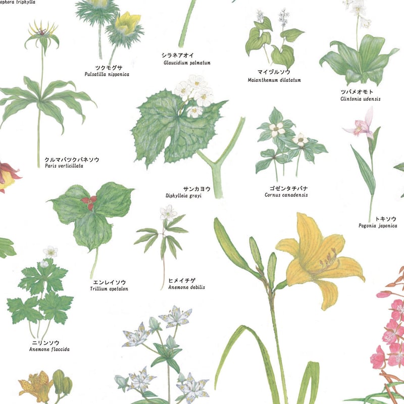 上高地の花 100 ポスター A1サイズ | Natural Parks Foundation