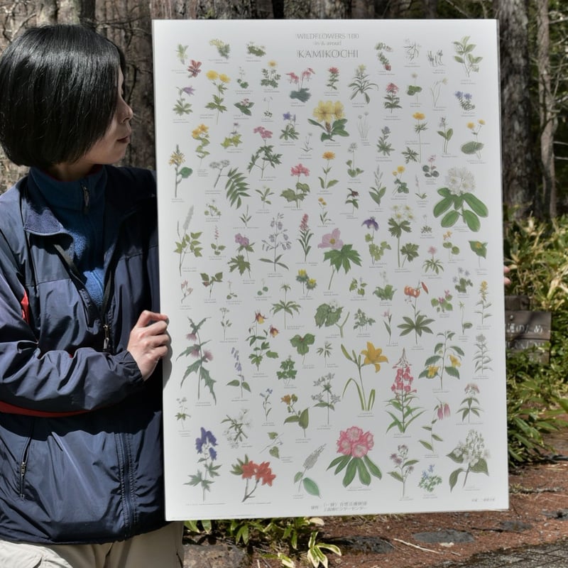 上高地の花 100 ポスター A1サイズ | Natural Parks Foundation