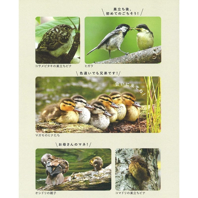 DVD] 上高地の野鳥 4K 超高画質撮影 | Natural Parks Foundati